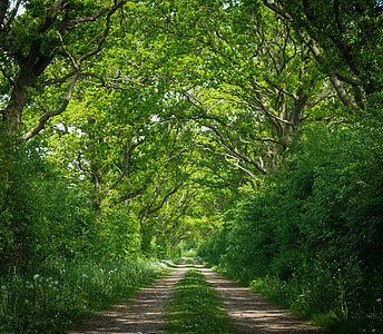 brown and green pathway near green plants and under green trees during daytime thumbnail