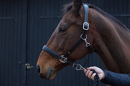 person holding black leather horse harness thumbnail