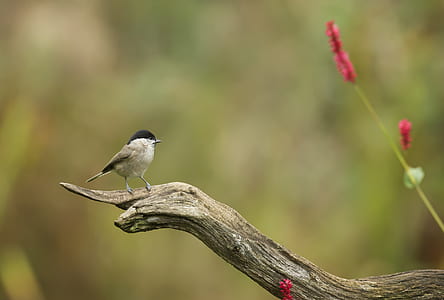Shallow Focus Photography of Gray Bird on Brown Branch thumbnail