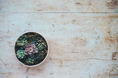green and red succulents on brown wooden surface thumbnail