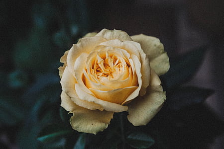 white rose thumbnail