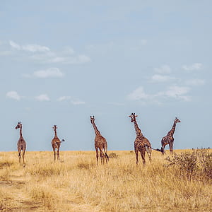 wildlife photography of five giraffes thumbnail