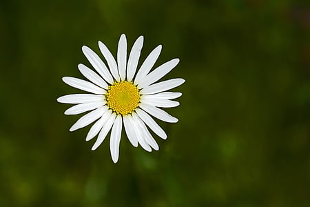 closeup photo of oxeye daisy thumbnail