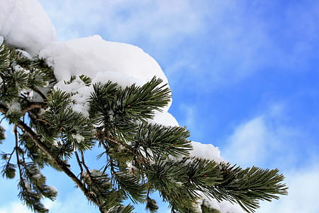 green pine leaved covered with white snow thumbnail