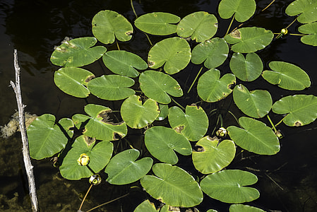 Lilypads in Pond at Eagle Canyon, Ontario thumbnail