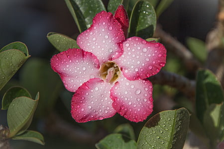 selective focus photography of white-and-pink 5-petaled flowers thumbnail
