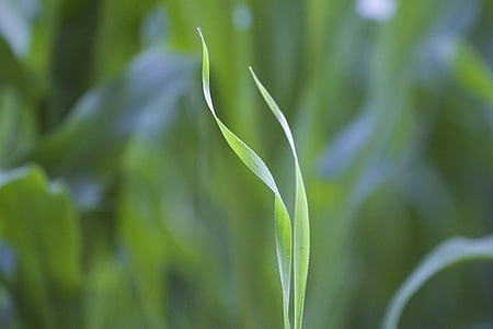 selective focus photography of leafed plant thumbnail