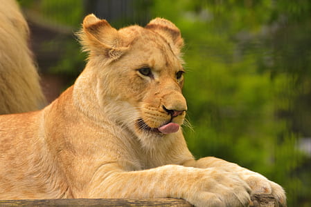 close-up photo of brown lioness during daytime thumbnail