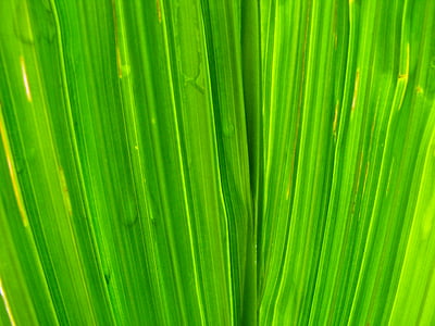 closeup view of green leaf thumbnail