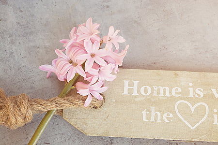 pink hyacinth flowers in bloom beside brown wooden board thumbnail