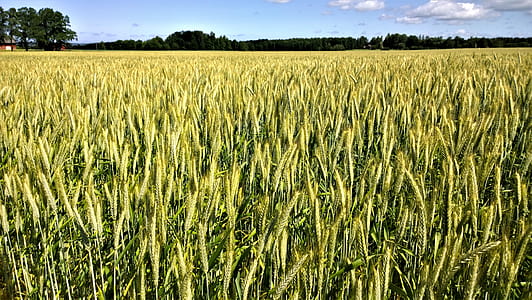 rice field thumbnail