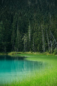 forest with grass field and body of water thumbnail