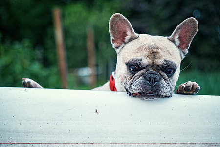 fawn French Bulldog standing on wall during daytime thumbnail
