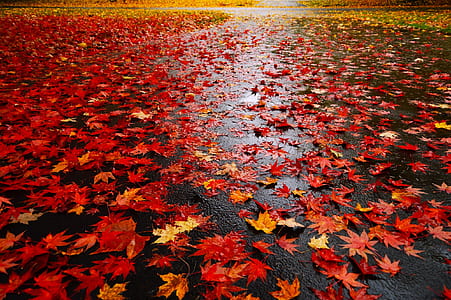 lots of red maple leaf on ground thumbnail
