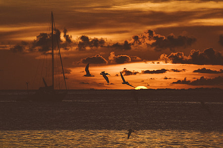 silhouette photography of flying birds above ocean near sailboat thumbnail