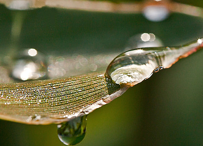 drew drops on leaf thumbnail