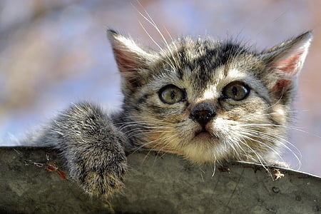 selective focus photography of brown tabby kitten thumbnail