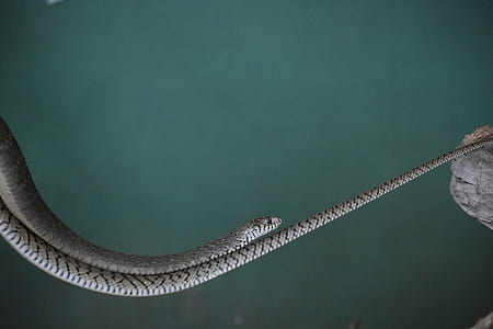 gray rattle snake thumbnail