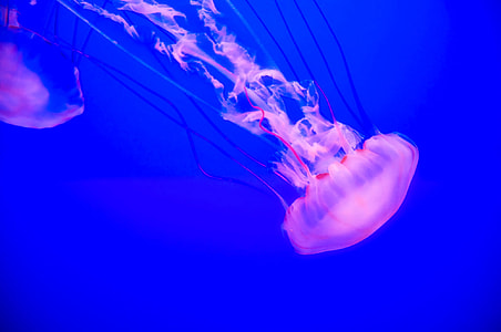 photograph of jellyfish thumbnail