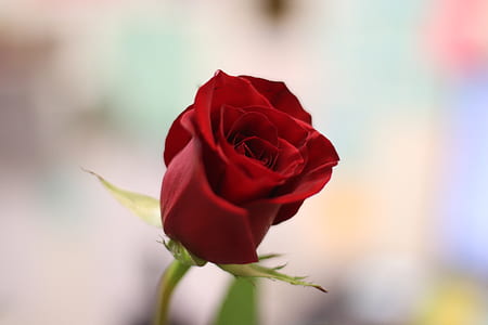 micro lens photography of red rose flower thumbnail
