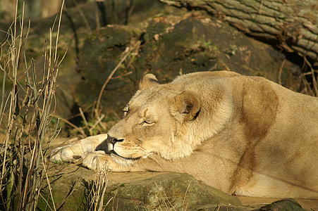 brown lioness sleeping on large rock thumbnail