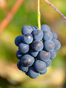 tilt shift lens photography of round blue fruits thumbnail