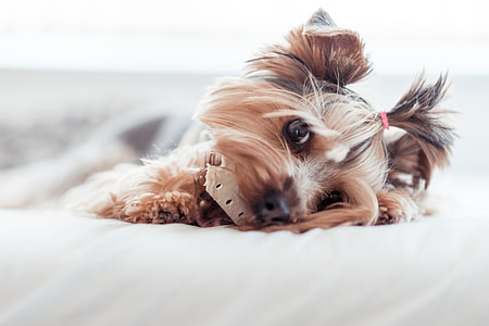 Yorkshire Terrier Eating Treats in Bed #2 thumbnail