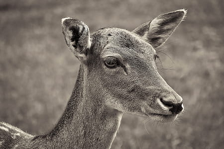 closeup photo of doe thumbnail