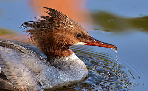 brown and gray duck on body of water thumbnail
