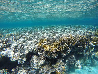 gray coral reel underwater at daytime thumbnail