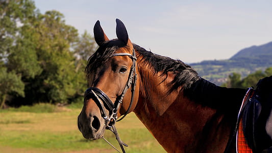 brown horse with saddle near tree during daytime thumbnail