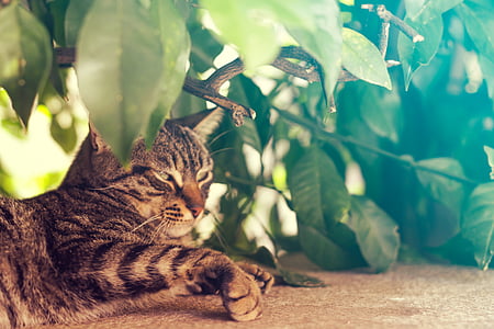 brown tabby cat lying beside leaves thumbnail