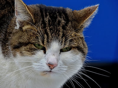 brown and white cat thumbnail