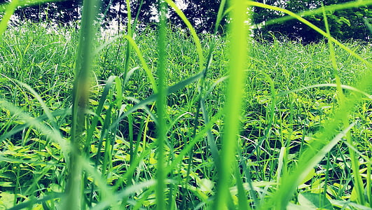 green plant during daytime thumbnail