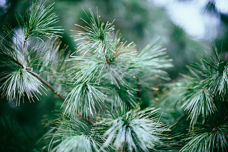 green leaves thumbnail