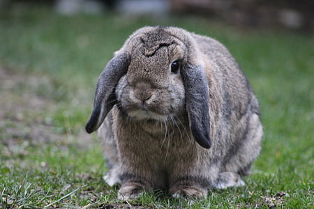 selective focus photography of brow nrabbit thumbnail