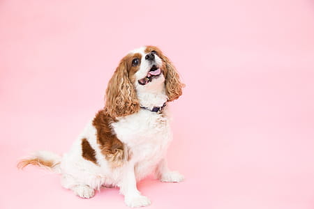 Cavalier King Charles Dog Photo thumbnail