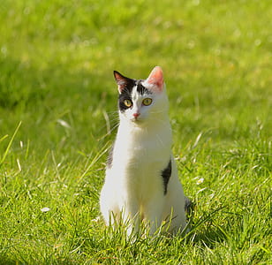 photography of white and black cat on green grass during daytime thumbnail