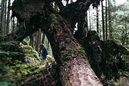 A photographer in the forest standing under trees thumbnail