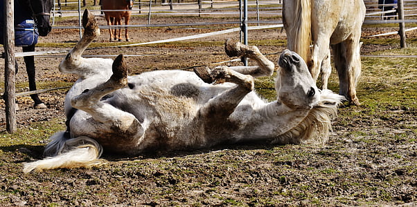 white horse lying on ground thumbnail