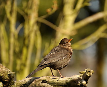 bird perching on brown branch thumbnail
