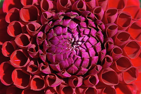 purple and red dahlia flower macro photography thumbnail
