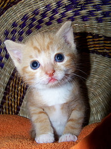 orange tabby kitten thumbnail