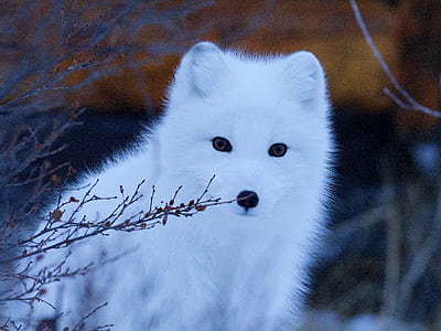snow fox thumbnail