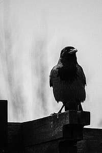 grayscale photography of crow thumbnail