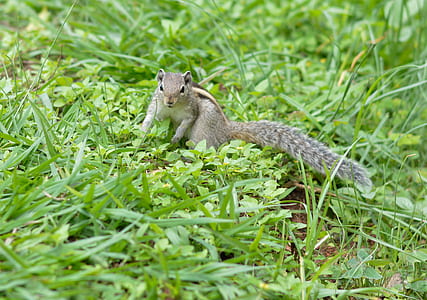 Shallow Focus Photography of Gray Squirrel on Grass thumbnail