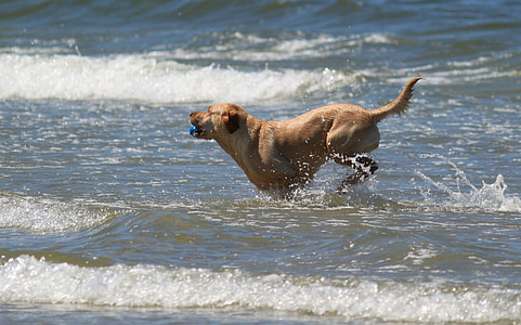 dog playing on body of water thumbnail