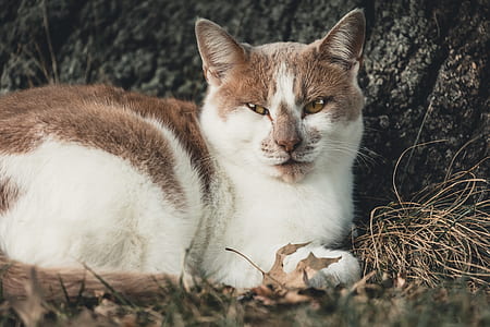 shallow focus photography of cat thumbnail