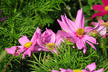 pink petaled flowers thumbnail