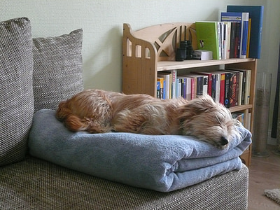 long-coated brown and white dog on blue textile thumbnail